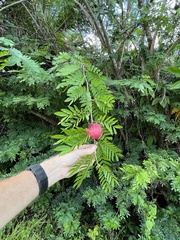 Calliandra haematocephala