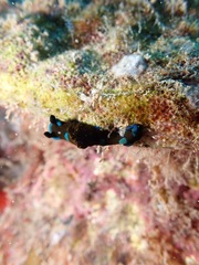 Tambja morosa