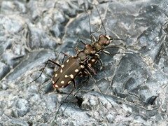 Cicindela sedecimpunctata