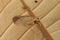 Dolichesia falsimonia