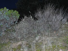 Helichrysum stoechas