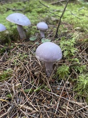 Cortinarius traganus