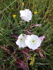 Oenothera acaulis