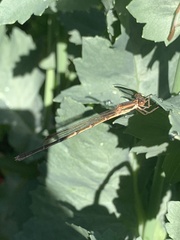 Austrolestes analis