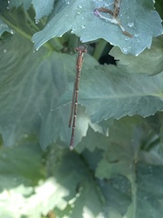 Austrolestes analis