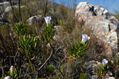 Lobostemon decorus