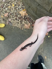 Plethodon