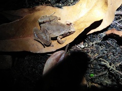 Microhyla achatina