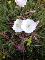 Oenothera acaulis