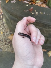 Plethodon