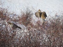 Tympanuchus phasianellus