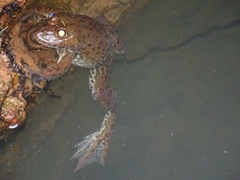 Hoplobatrachus occipitalis