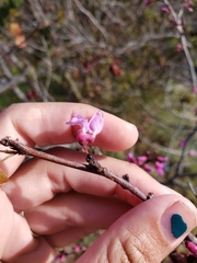 Cercis occidentalis