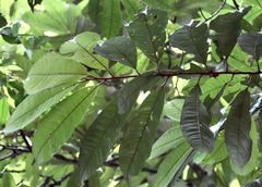 Iryanthera juruensis