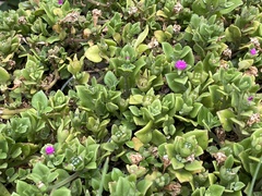 Mesembryanthemum cordifolium