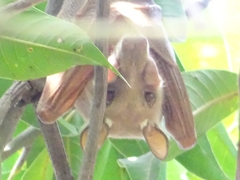 Epomophorus gambianus