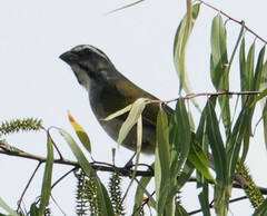 Saltator similis