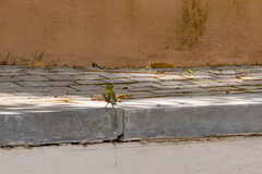 Crithagra flaviventris