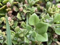Mesembryanthemum cordifolium