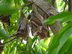 Epomophorus gambianus