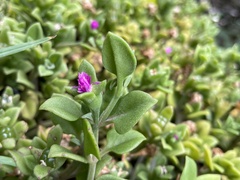 Mesembryanthemum cordifolium