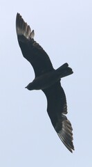 Stercorarius skua