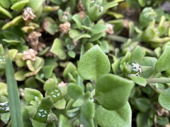 Mesembryanthemum cordifolium