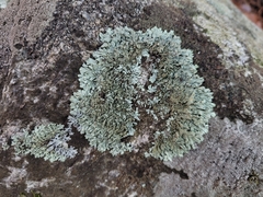 Xanthoparmelia conspersa
