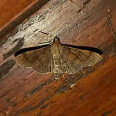 Herpetogramma phaeopteralis