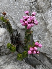 Sonderothamnus petraeus