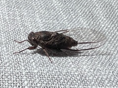 Birrima varians