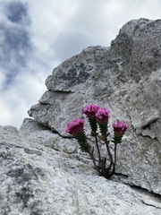 Sonderothamnus petraeus