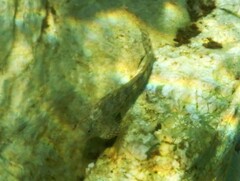 Parablennius sanguinolentus