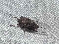 Birrima varians