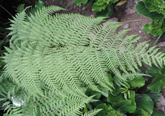 Thelypteridaceae