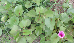 Ipomoea asarifolia