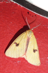 Diacrisia sannio