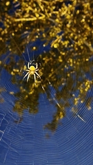 Eriophora ravilla