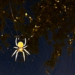 Eriophora ravilla