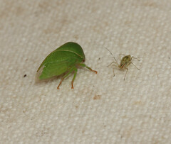 Spissistilus festinus