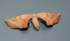 Parepisparis multicolora