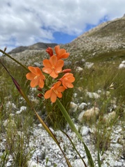 Pillansia templemannii