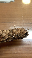 Baeospora