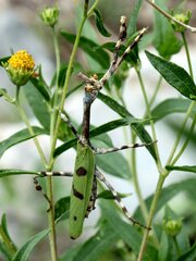 Pseudovates arizonae