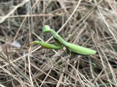 Mantis religiosa