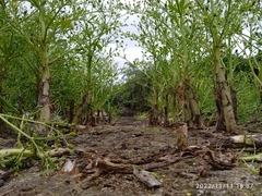 Ranunculus sceleratus
