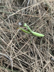 Mantis religiosa