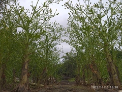 Ranunculus sceleratus