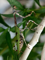 Pseudovates arizonae