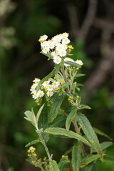 Olearia lirata